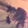 Rare Cut Female Mosquito And Fungus Gnat In Dominican Amber