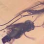 Rare Cut Female Mosquito And Fungus Gnat In Dominican Amber