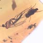 Rare Cut Female Mosquito And Fungus Gnat In Dominican Amber