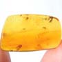 Rare Eggs, Fungus Gnat And Moth Fly In Dominican Amber