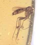 Rare Eggs, Fungus Gnat And Moth Fly In Dominican Amber