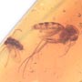 Rare Eggs, Fungus Gnat And Moth Fly In Dominican Amber