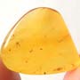 Rare Eggs In Dominican Amber