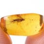 Rare Eggs At Both Ends, Caddisfly And Psocid In Dominican Amber
