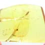 Rare Feather Like Thing And Leafhopper In Dominican Amber
