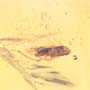 Rare Feather Like Thing And Leafhopper In Dominican Amber
