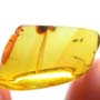 Rare Feather Like Thing In Dominican Amber