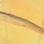Rare Feather Like Thing In Dominican Amber
