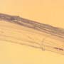 Rare Feather Like Thing In Dominican Amber