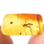 Rare Fighting Of Fungus Gnat And Gall Midge In Dominican Amber