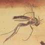 Rare Fighting Of Fungus Gnat And Gall Midge In Dominican Amber