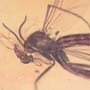 Rare Fighting Of Fungus Gnat And Gall Midge In Dominican Amber