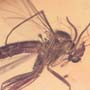 Rare Fighting Of Fungus Gnat And Gall Midge In Dominican Amber