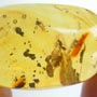 Rare Fighting Worker Ant And Male Ant And Male Ant In Dominican Amber