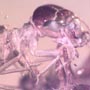Rare Fighting Worker Ant And Male Ant And Male Ant In Dominican Amber