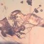 Rare Fighting Worker Ant And Male Ant And Male Ant In Dominican Amber