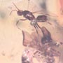 Rare Fighting Worker Ant And Male Ant And Male Ant In Dominican Amber