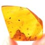 Rare Interaction Of Spider In Dominican Amber