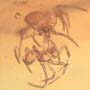 Rare Interaction Of Spider In Dominican Amber
