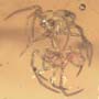 Rare Interaction Of Spider In Dominican Amber