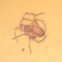 Rare Interaction Of Spider In Dominican Amber