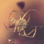 Rare Interaction Of Spider In Dominican Amber