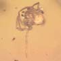 Rare Interaction Of Spider In Dominican Amber