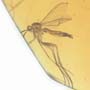 Rare Interaction Of Spider In Dominican Amber