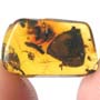 Rare Huge Unusual Flower Bud In Dominican Amber