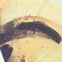 Rare Flower Stamen With Pollen Coming Out In Dominican Amber