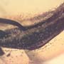 Rare Flower Stamen With Pollen Coming Out In Dominican Amber