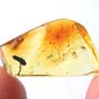 Rare Flower Stamen With Pollen Coming Out In Dominican Amber