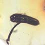 Rare Flower Stamen With Pollen Coming Out In Dominican Amber