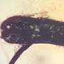 Rare Flower Stamen With Pollen Coming Out In Dominican Amber
