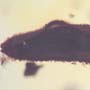 Rare Flower Stamen With Pollen Coming Out In Dominican Amber