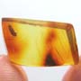 Rare Flower Stamen With Pollen Coming Out In Dominican Amber