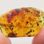 Rare Flower Stamen With Pollen Coming Out In Dominican Amber