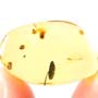 Rare Flower Stamen With Stream Pollen Coming Out In Dominican Amber