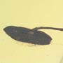 Rare Flower Stamen With Stream Pollen Coming Out In Dominican Amber