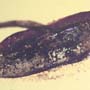 Rare Flower Stamen With Stream Pollen Coming Out In Dominican Amber