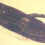Rare Flower Stamen With Stream Pollen Coming Out In Dominican Amber