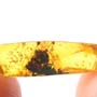 Rare Flowers In Dominican Amber