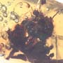 Rare Flowers In Dominican Amber