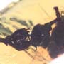 Rare Flowers In Dominican Amber