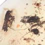 Rare Four Beetle, Fungus Gnat, Bark Beetle And Nice Bubble Formation In Dominican Amber