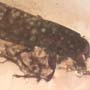 Rare Four Beetle, Fungus Gnat, Bark Beetle And Nice Bubble Formation In Dominican Amber