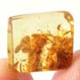 Rare Fungus In Dominican Amber