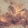 Rare Fungus In Dominican Amber