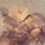 Rare Fungus In Dominican Amber