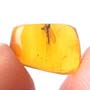 Rare Fungus Gnat With Gall Midge Riding On Its Wing In Dominican Amber
